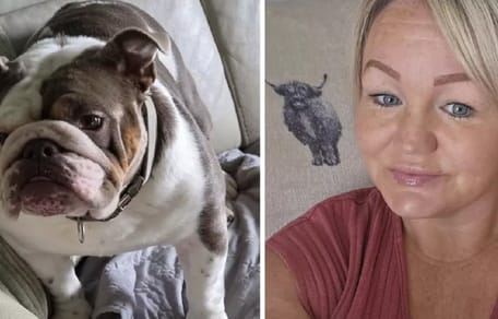 2-jaar oude Bulldog Shelby die is overleden na een wandeling in de hitte