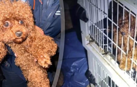 23 verwaarloosde toy poedels gevonden in woning Amsterdam