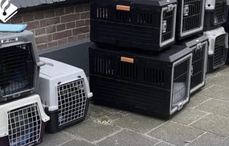 25 verwaarloosde katten uit woning in Hansweert gehaald