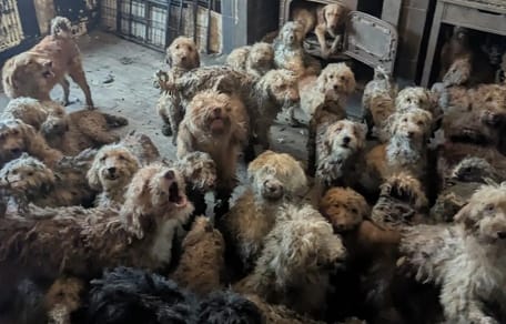 250 honden opeengepakt in een huis