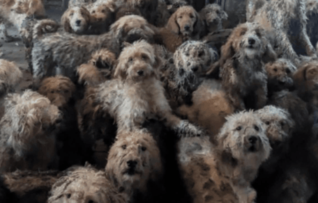 250 Poodle crosses crowded in a home, now rescued by RSPCA