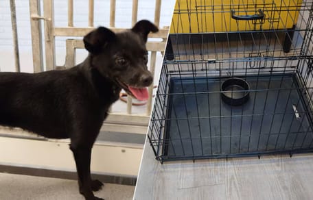 2e hond in 1 week tijd achtergelaten in Gouda