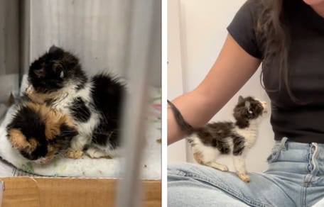 3 kittens in a shelter