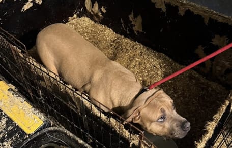 3 verwaarloosde honden aangetroffen in woning in Charlois Rotterdam