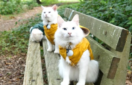 3 witte katten die fungeren als hulpkatten
