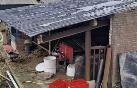 36 teckels door NVWA bij Gelderse fokker weggehaald