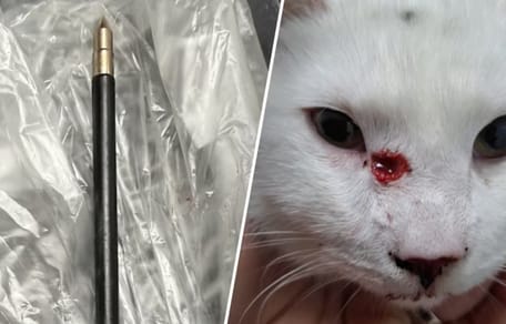 3e kat in eindhoven beschoten met kruisboog