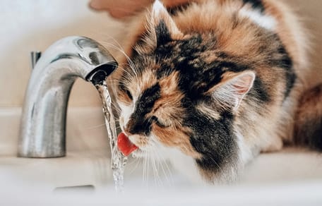 5 duidelijke signalen dat je kat gedehydrateerd is