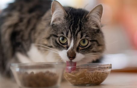 Mejor comida húmeda para gatos: análisis de las 5 marcas TOP 2026