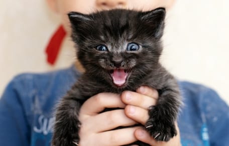 gattino nero spaventato