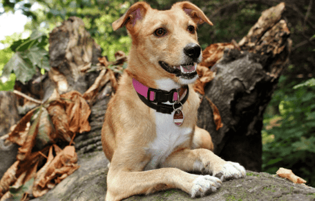 Cane su un albero con guinzaglio al collo