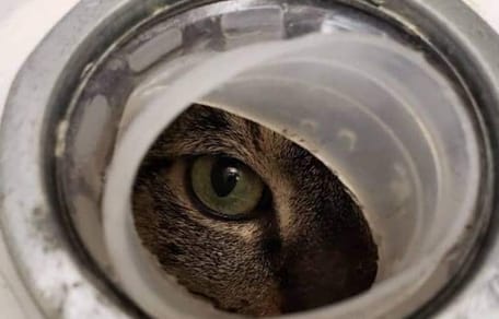 Katzenauge späht durch ein Loch