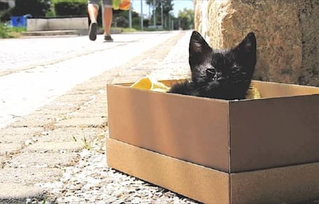 gatito negro en una caja