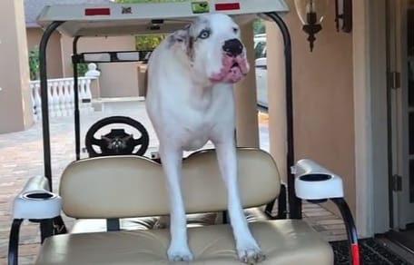 gran danes berrinche