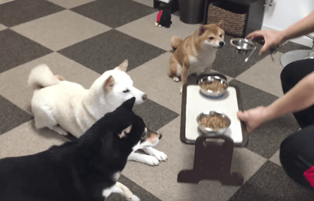 3 shiba inu
