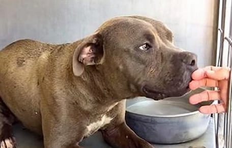 pitbull sniffing woman's hand