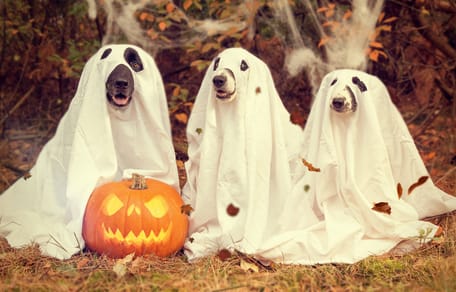 mi perro ve fantasmas