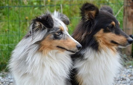 cane-maschio-o-femmina