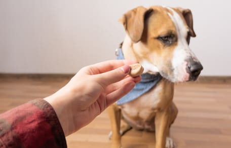 Pies nie chce jeść