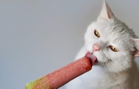 white cat eating an  ice cream