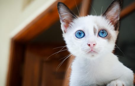 White kitten with blue eyes
