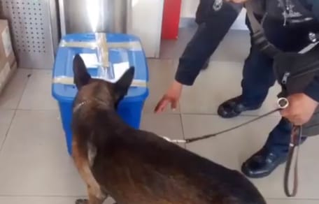 Polizeihund schnüffelt an blauer Box