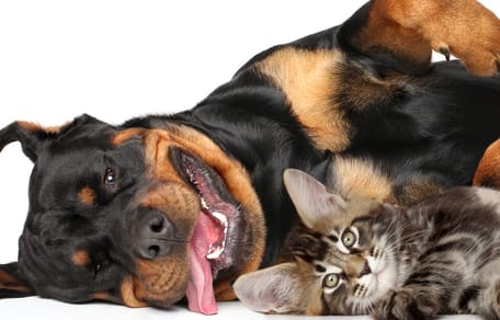 Gevaarlijke hondenrassen: top 10  gevaarlijke honden die  als agressief en gevaarlijk worden beschouwd