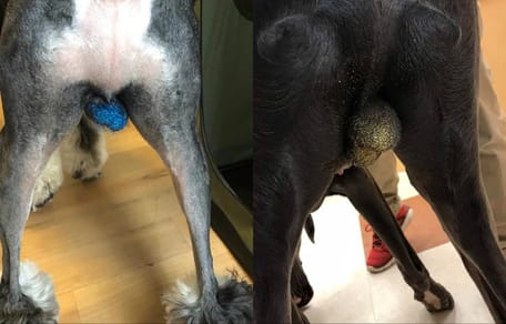 perros con testiculos pintados