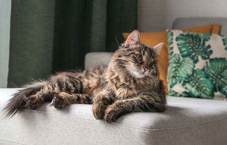 Grote Maine coon