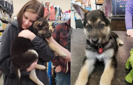 Deutscher Schäferhund