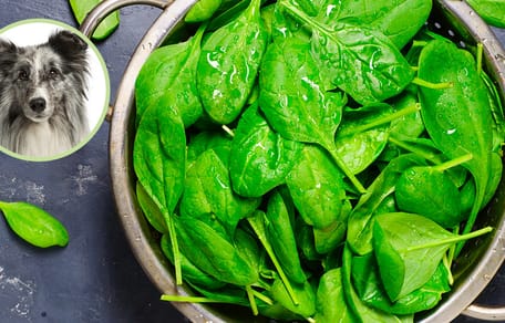 Dürfen Hunde Pflaumen essen?