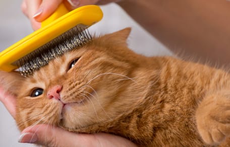 Pachira aquatica Glückskastanie für Katzen giftig?