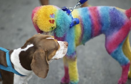 Zwei Hunde zu Karneval, einer mit bunt gefärbtem Fell