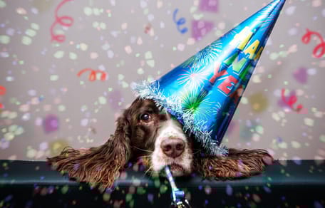 Angstige hond met oud en nieuw