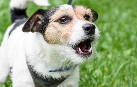 Bellender Hund