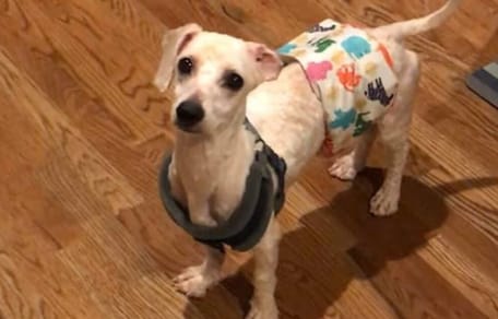 Geretteter Pudel Jordan