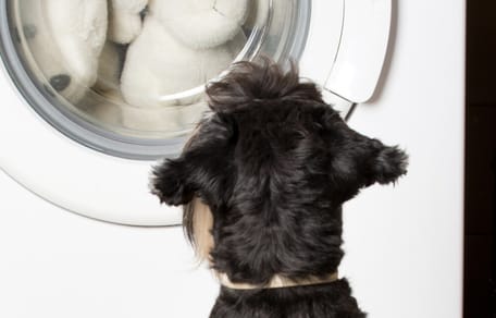 Hund vor Waschmaschine