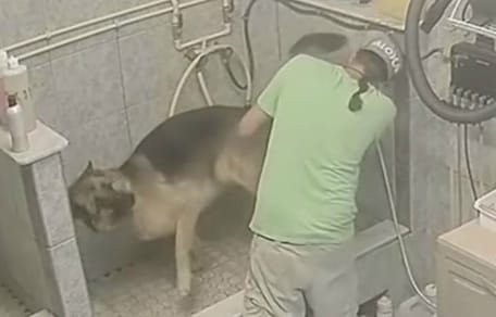 Hund beim Hundefriseur