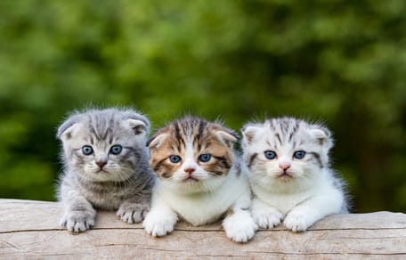 Tierfriseur Für Katzen In Der Nähe Tierheim-Katzen adoptieren: Katzenvermittlung