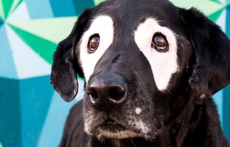 Hund Rowdy mit Vitiligo