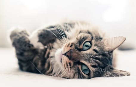 ¿Cómo saber si mi gata está en celo?