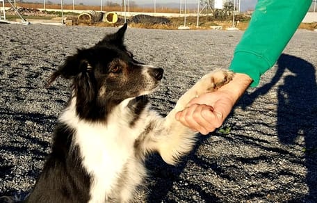 como enseñar a un perro a dar la pata