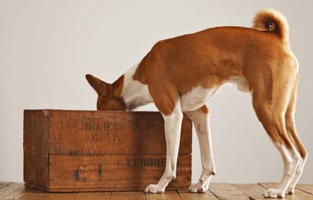 perro muerde los muebles