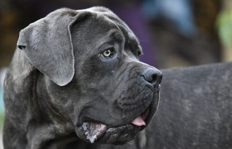 cane-corso-nero