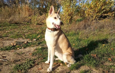perro sentado enseñarle