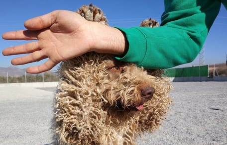 como enseñar perro quedarse quieto