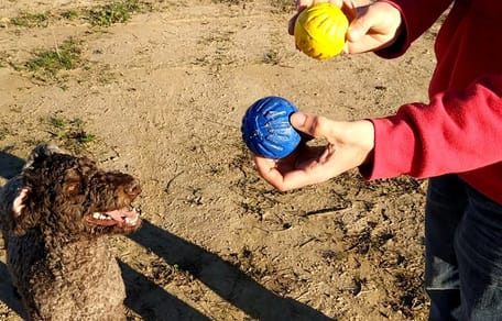 cómo enseñar a un perro a traer la pelota
