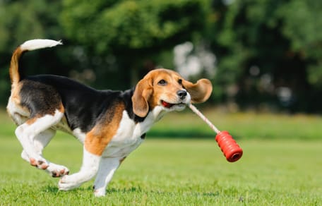 zabawki na inteligencje dla psa