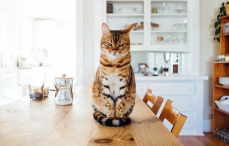 Tabby cat sat on the kitchen table