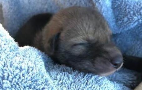 Koyote Baby